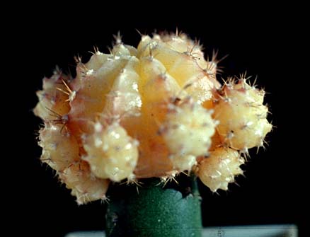 ژیمنو کالیسیم